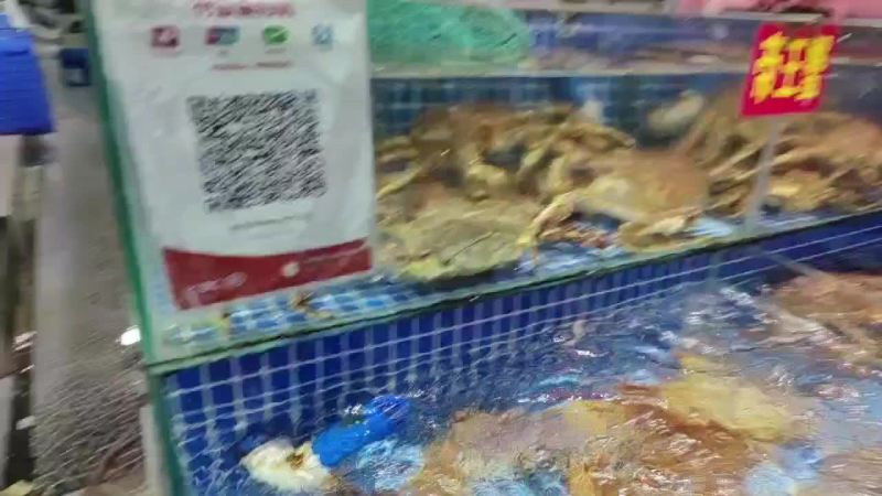 耐养帝王蟹