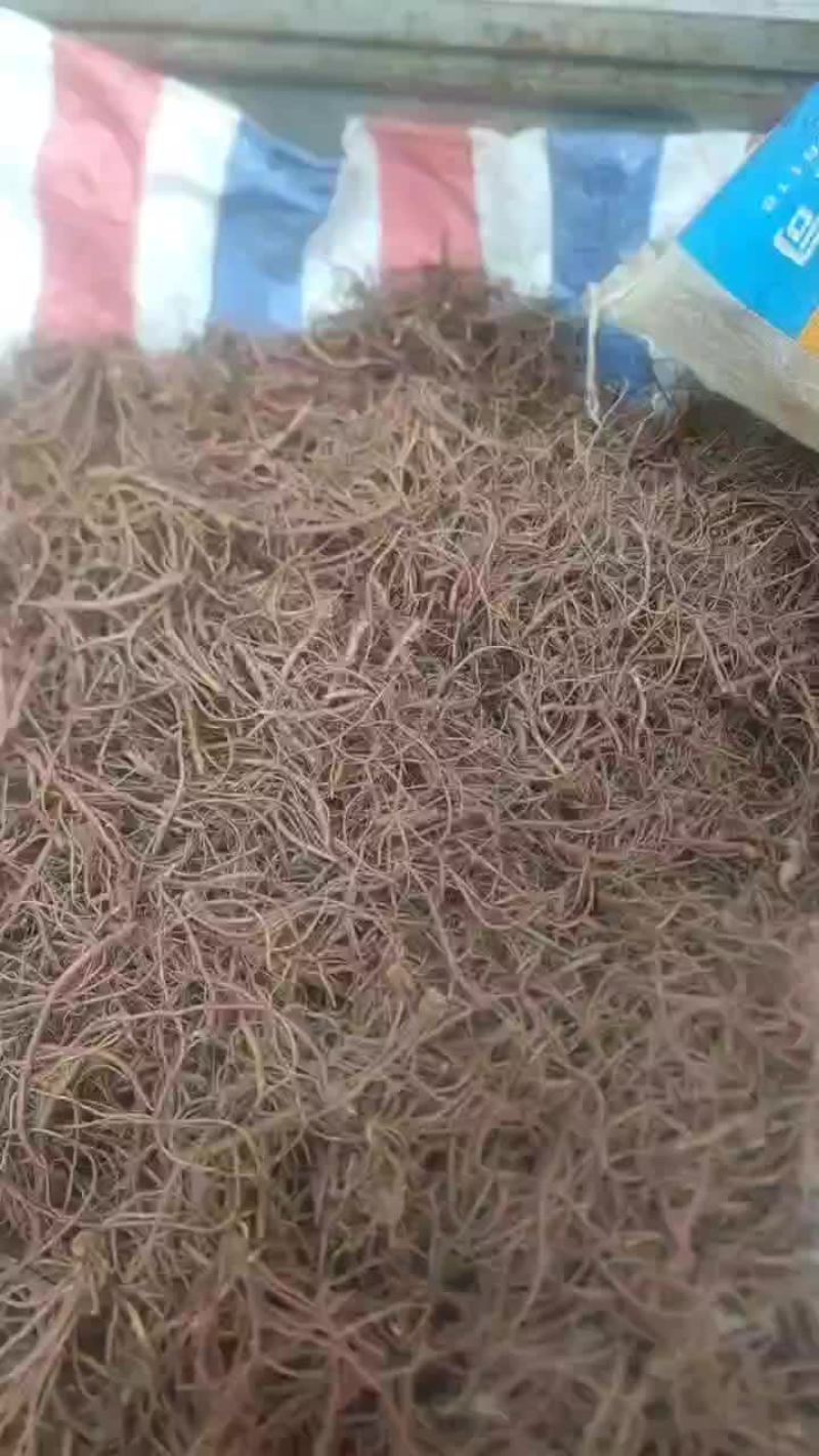 紫苑芽