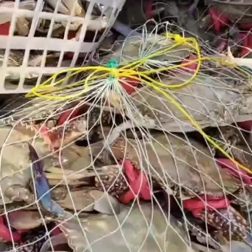 养殖梭子蟹
