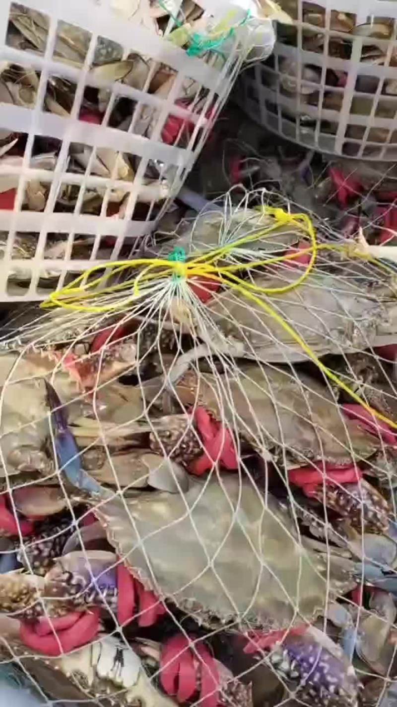 养殖梭子蟹