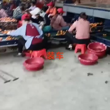 广西沙糖桔大量上市，欢迎新老顾客合作共赢！
