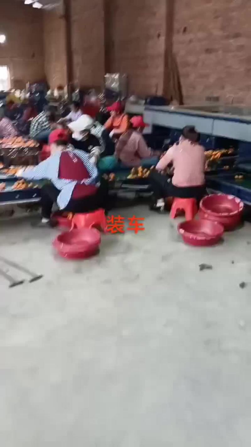 广西沙糖桔大量上市，欢迎新老顾客合作共赢！