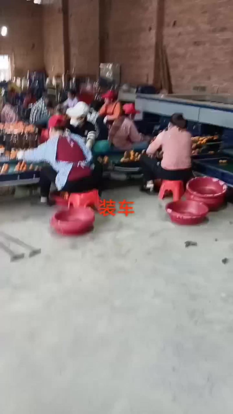 广西沙糖桔大量上市，欢迎新老顾客合作共赢！