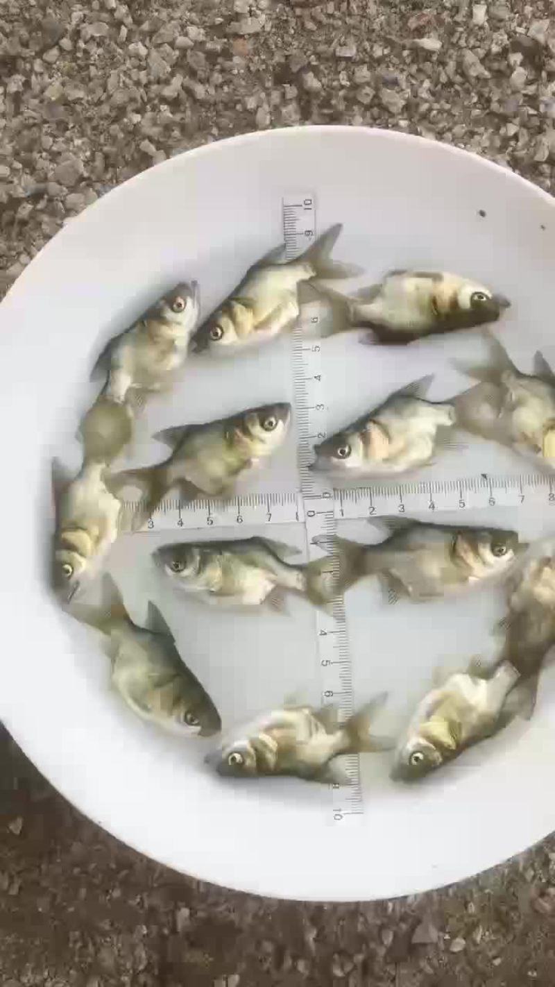 缩骨大头鱼苗大量有售，一手货源，产地直供，价格美丽