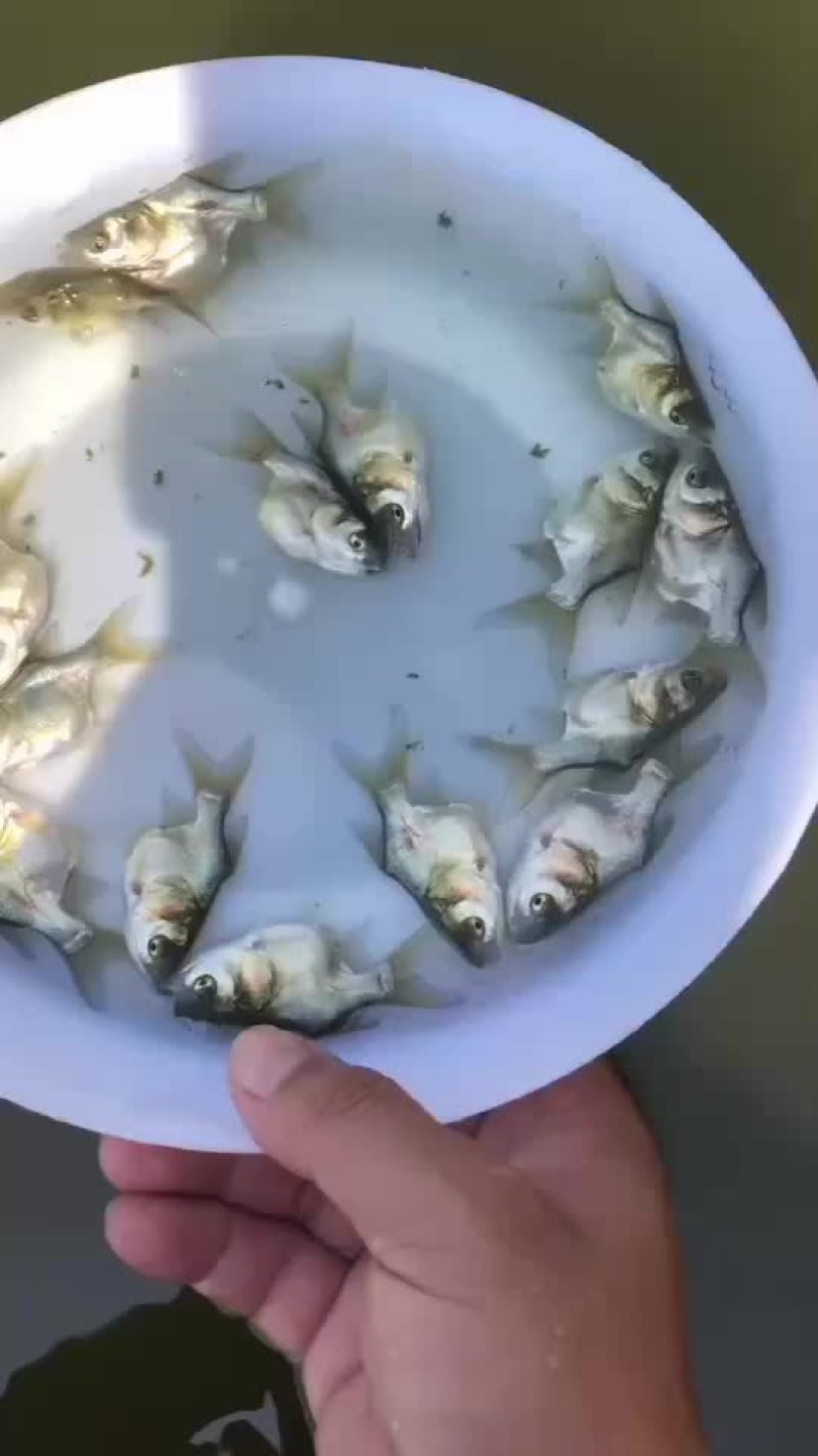 缩骨大头鱼苗大量有售，一手货源，产地直供，价格美丽