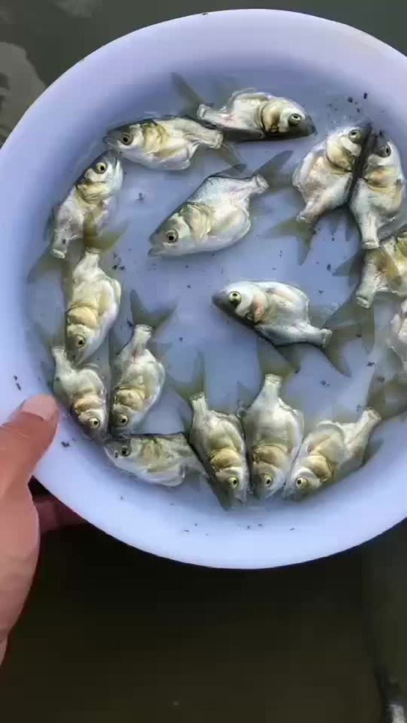 缩骨大头鱼苗大量有售，一手货源，产地直供，价格美丽