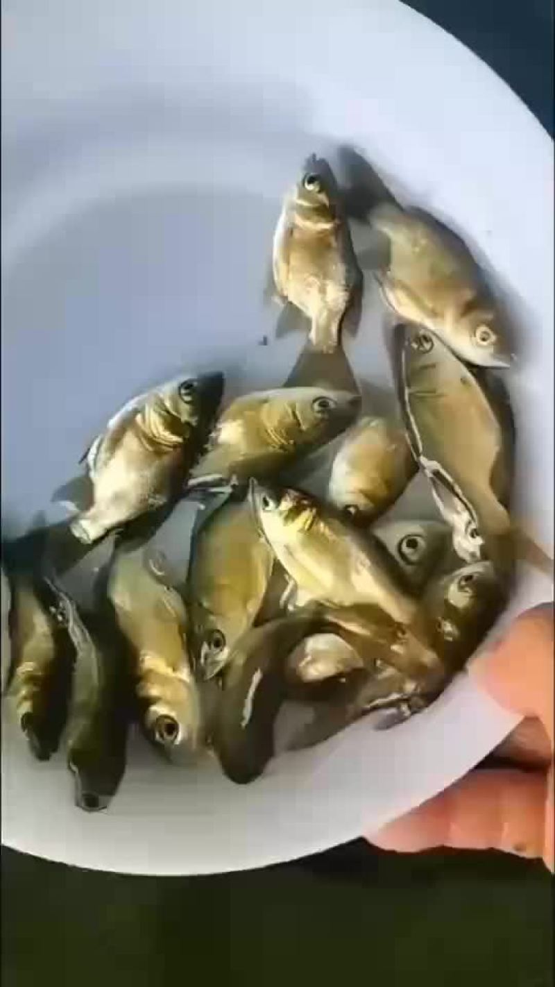 缩骨大头鱼苗大量有售，一手货源，产地直供，价格美丽