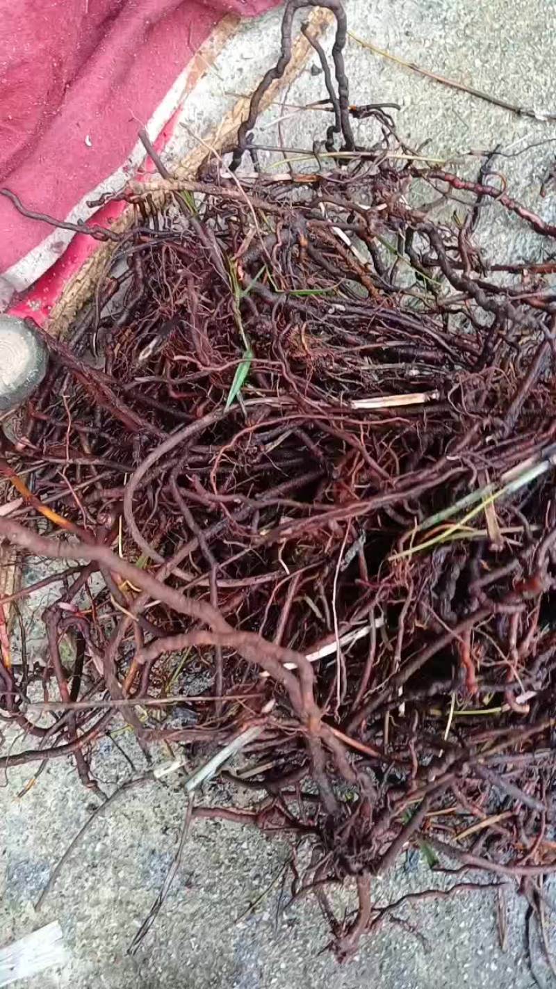 茜草