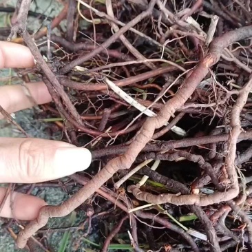 茜草