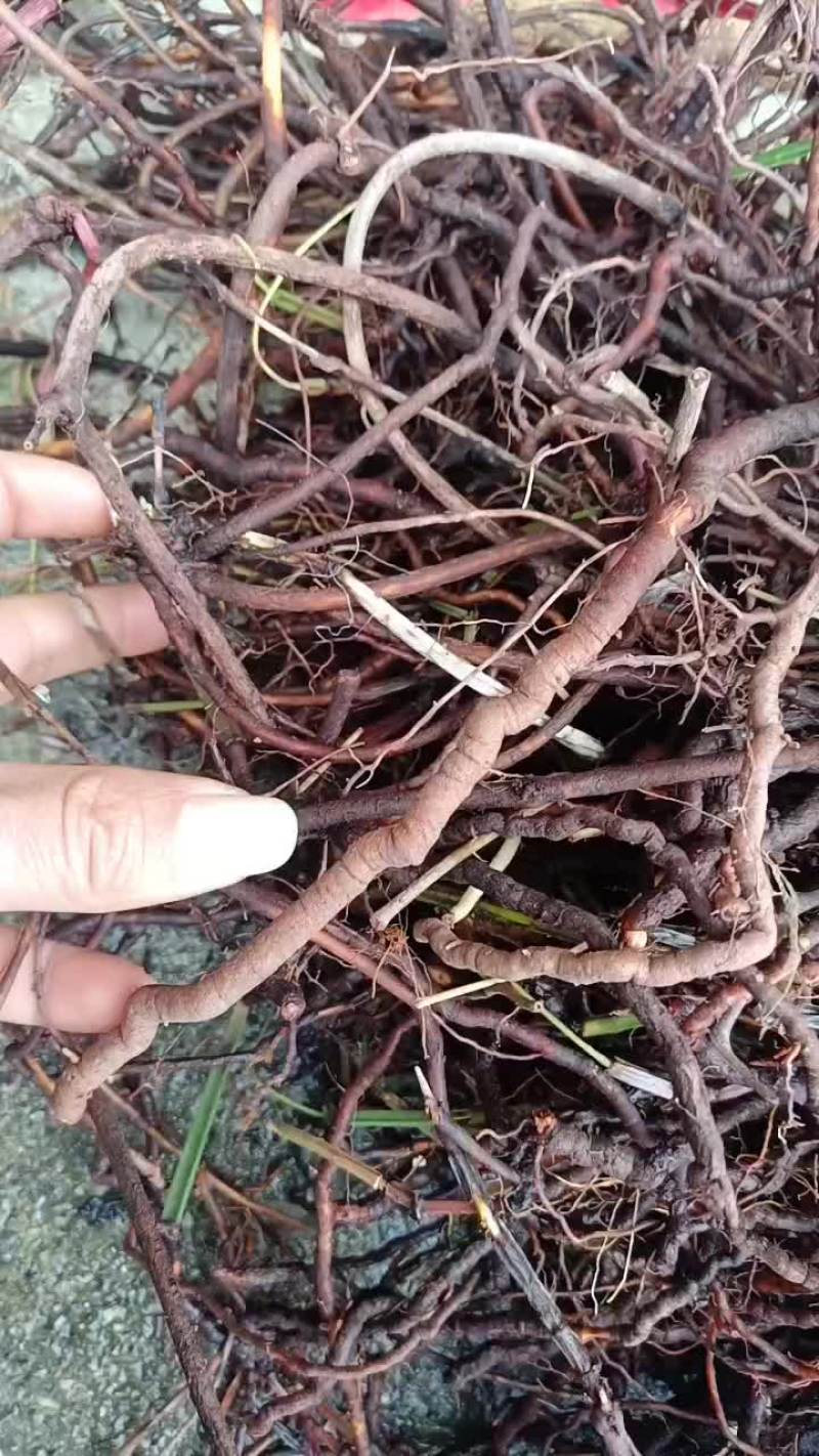 茜草