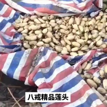 精品藕头