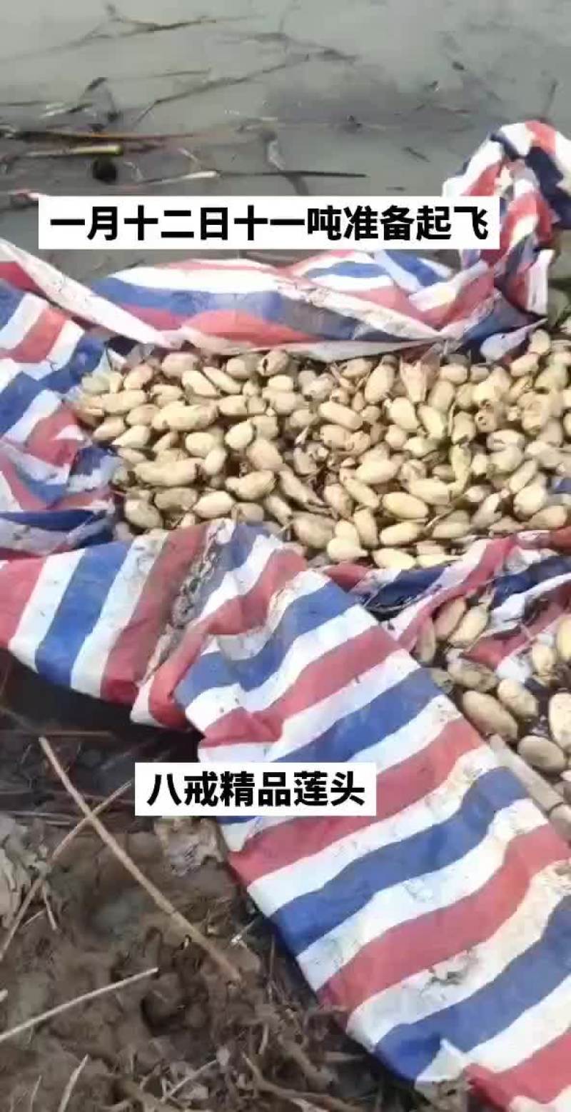 精品藕头
