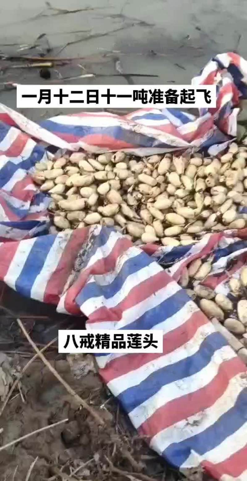精品藕头