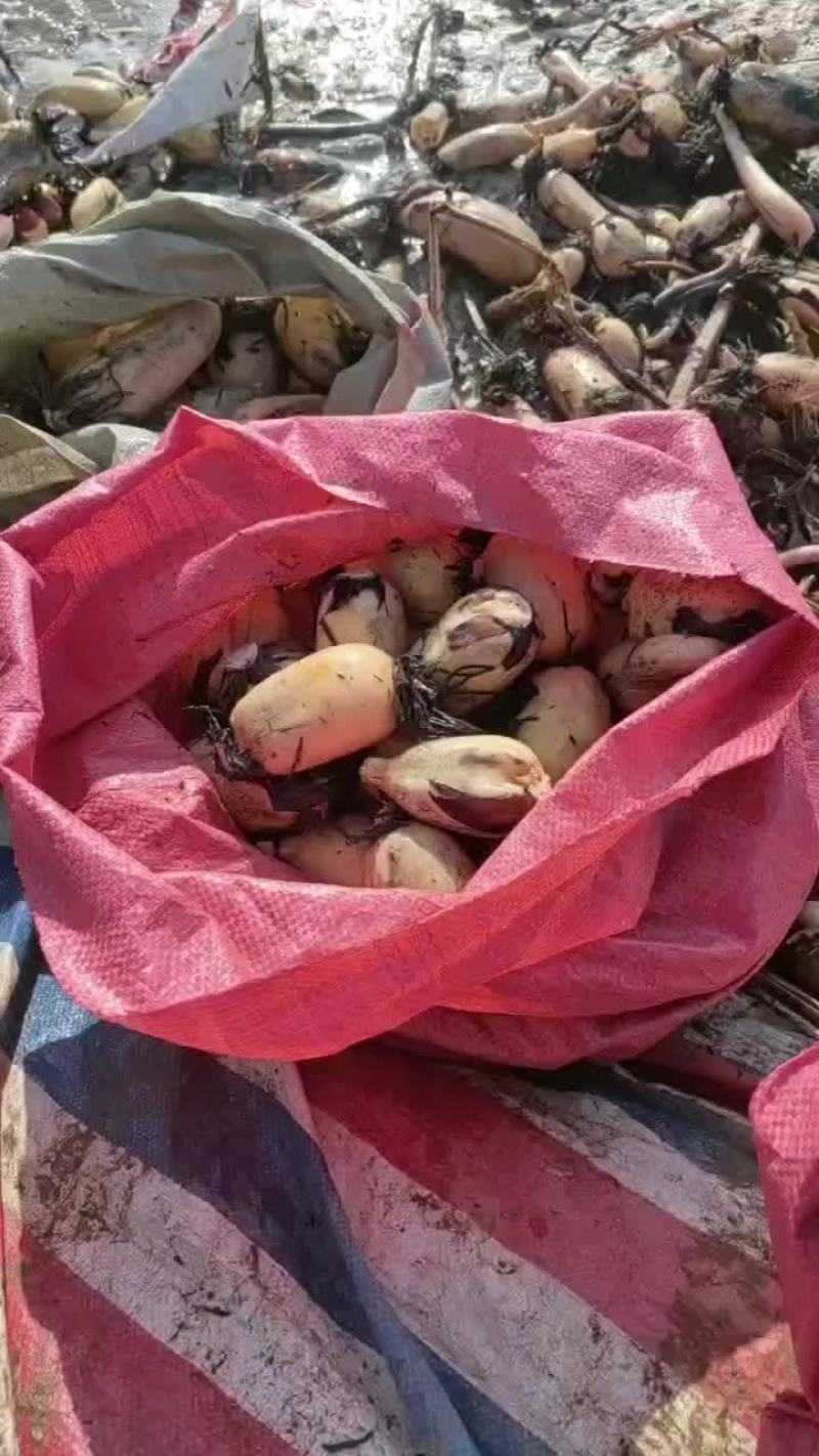 精品藕头