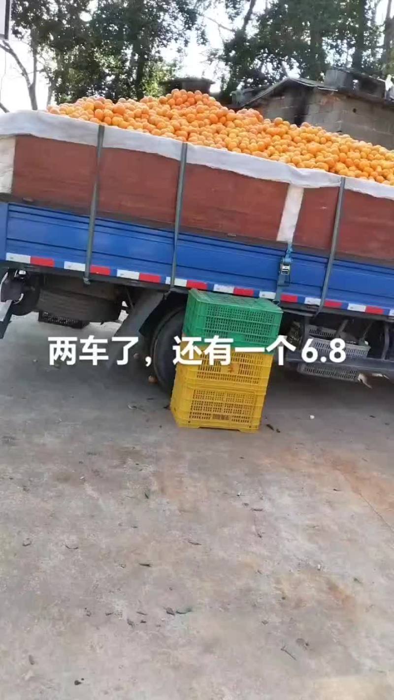 沃柑皇帝柑