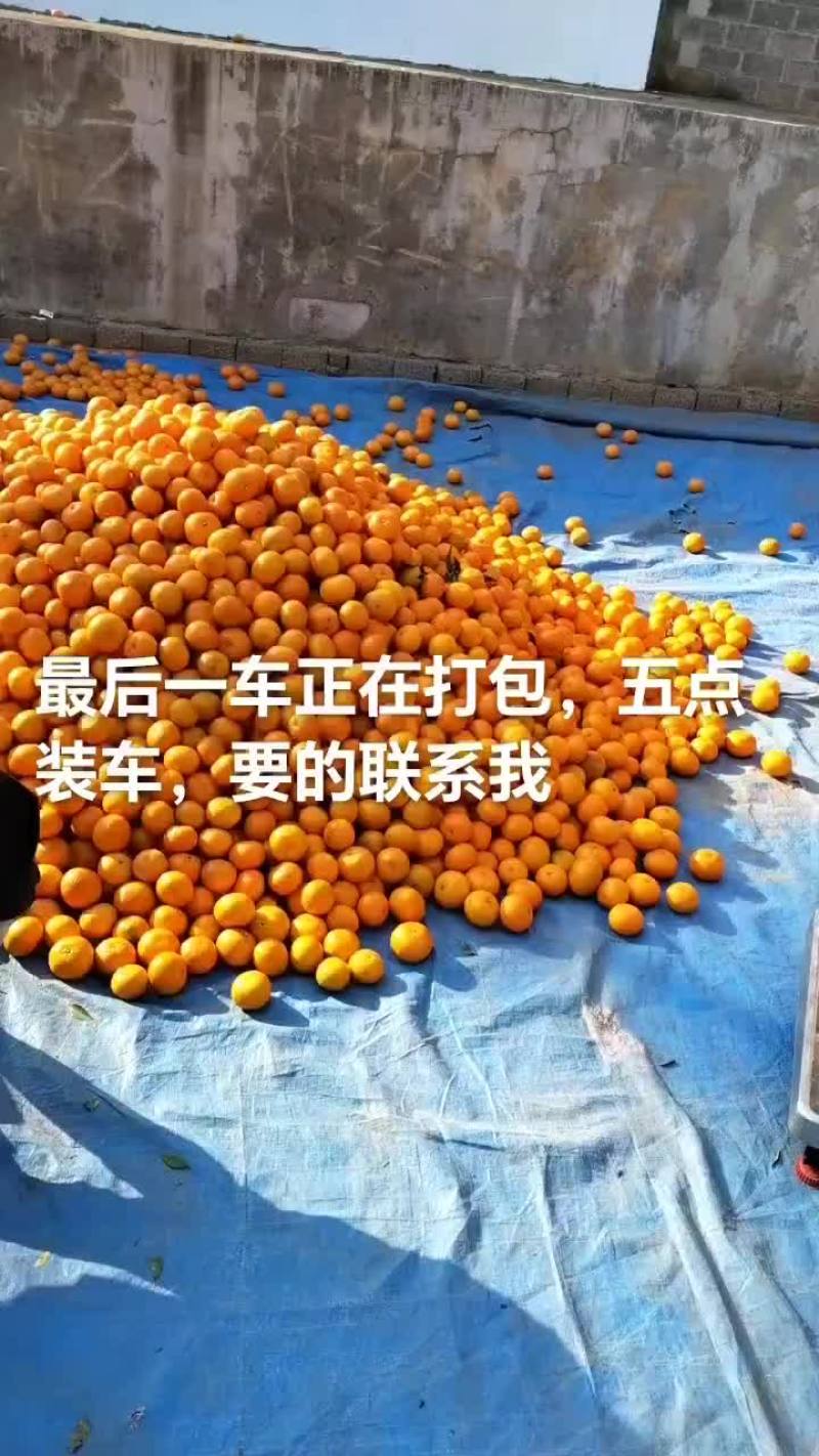 沃柑皇帝柑