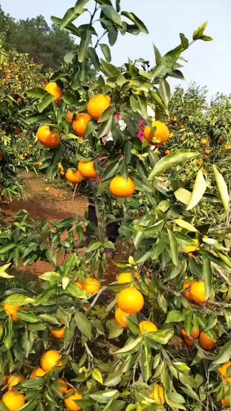 沃柑皇帝柑