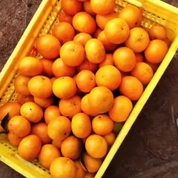 沃柑皇帝柑