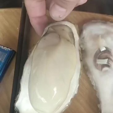 红岛海蛎子生蚝