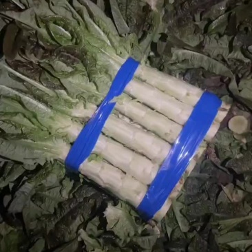 宿州埇桥莴笋大量供应中
