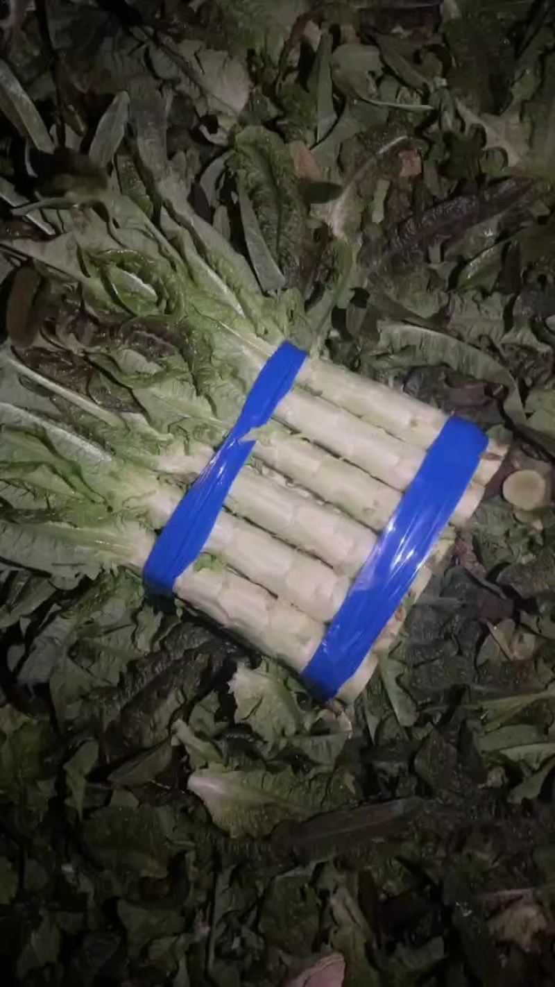 宿州埇桥莴笋大量供应中