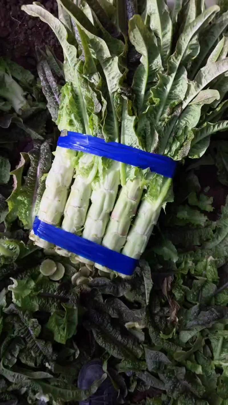 宿州埇桥莴笋大量供应中