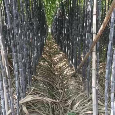 黑皮甘蔗二级货