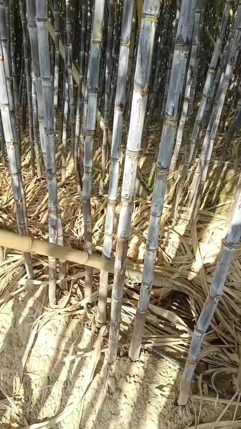 黑皮甘蔗二级货