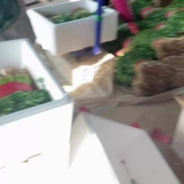 香菜