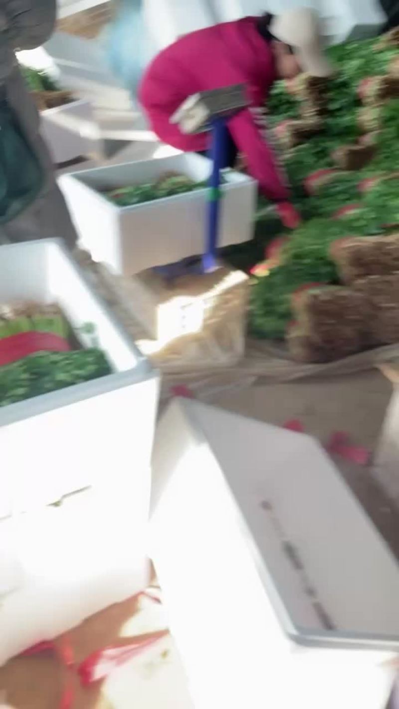香菜