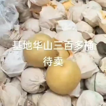华山梨