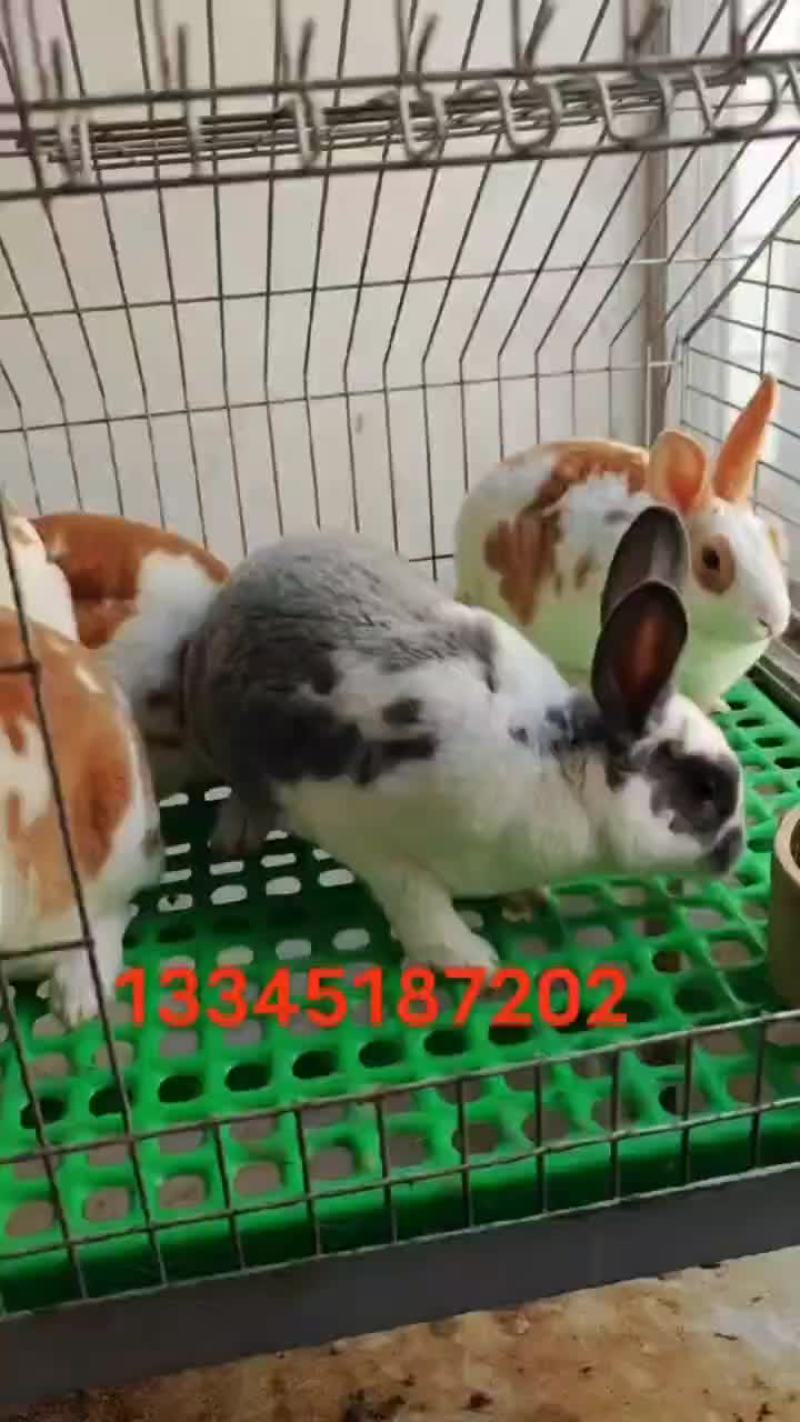 彩獭兔