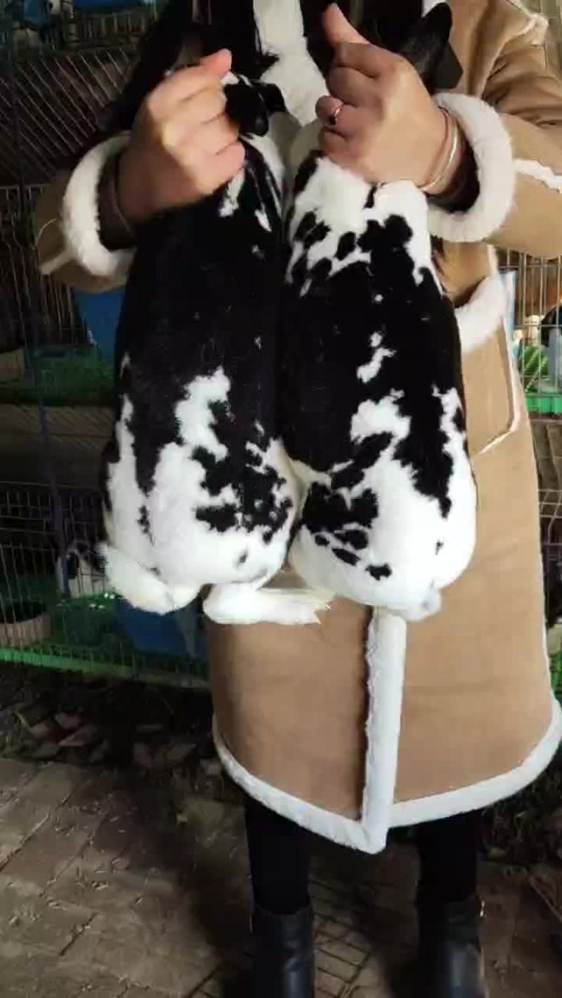 彩獭兔