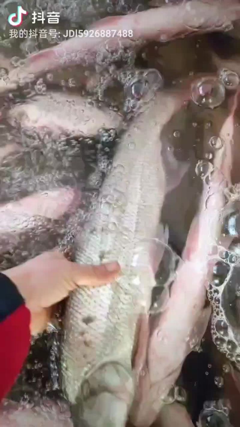 丹江红尾鱼