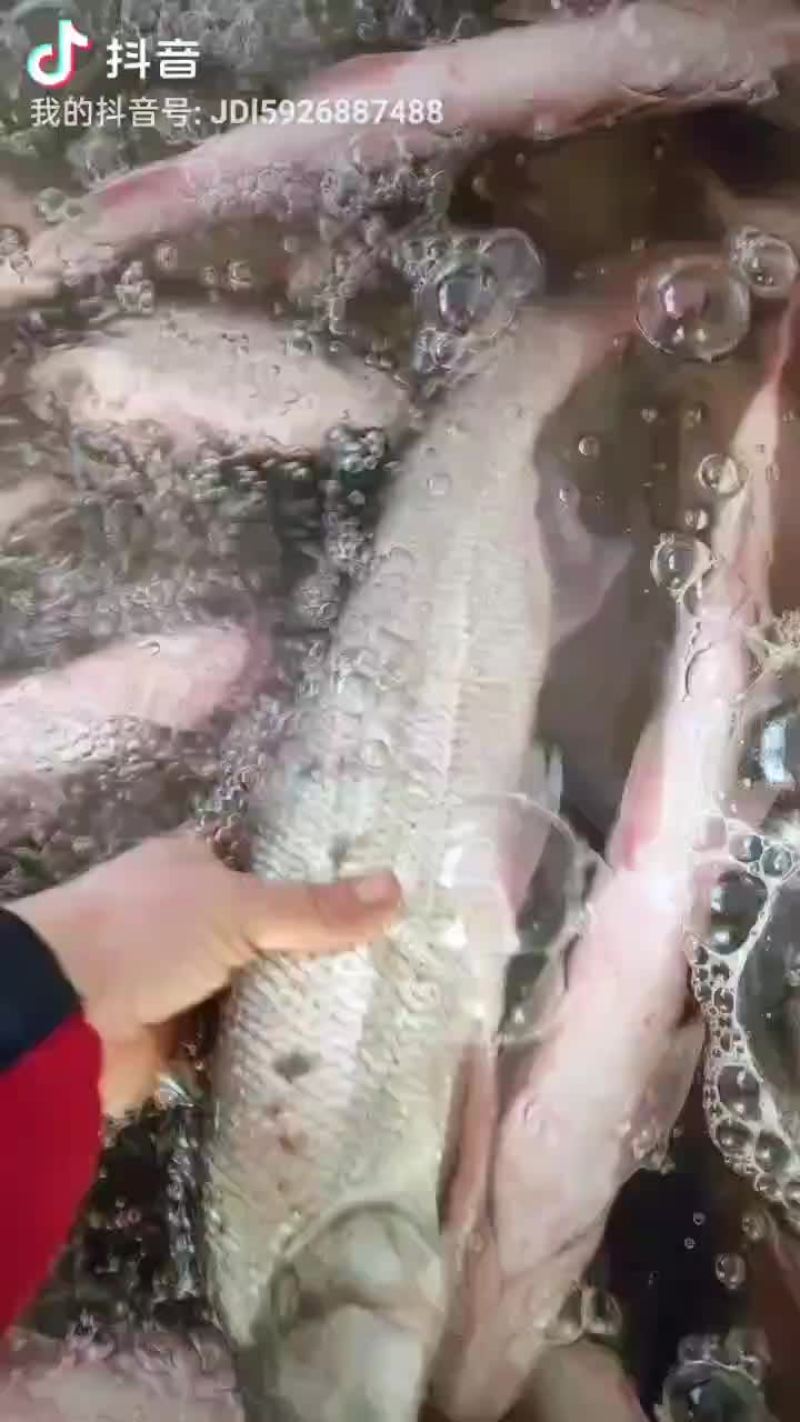 丹江红尾鱼