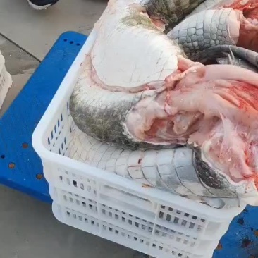 鳄鱼活体，鳄鱼肉批发，批发活体鳄鱼，鳄鱼肉，正规养殖场。