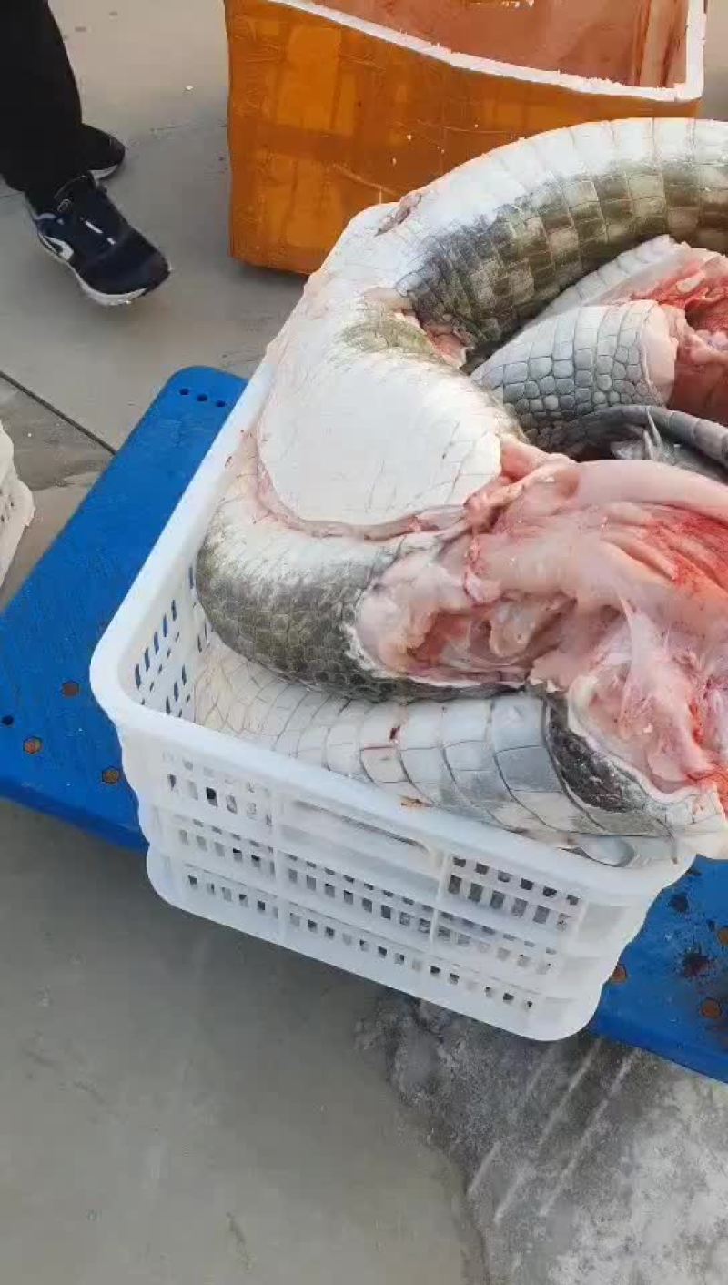 鳄鱼活体，鳄鱼肉批发，批发活体鳄鱼，鳄鱼肉，正规养殖场。