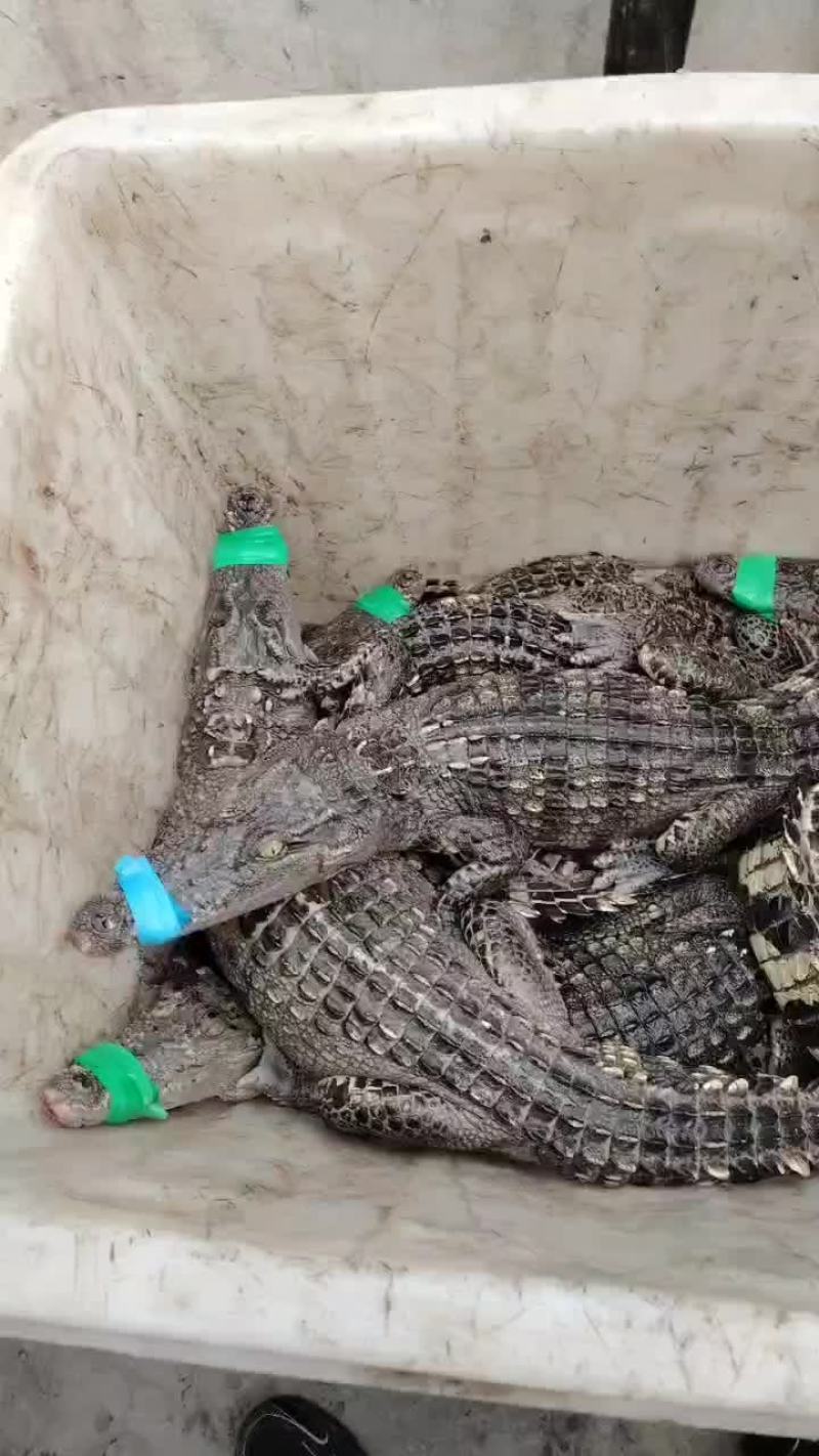 鳄鱼活体，鳄鱼肉批发，批发活体鳄鱼，鳄鱼肉，正规养殖场。