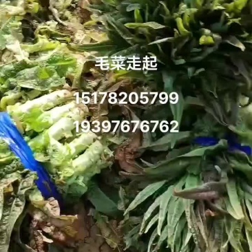 宿州市埇桥区红尖叶莴笋大量供应中