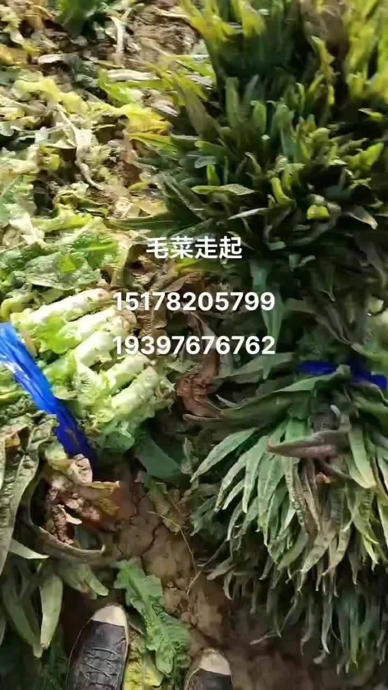 宿州市埇桥区红尖叶莴笋大量供应中
