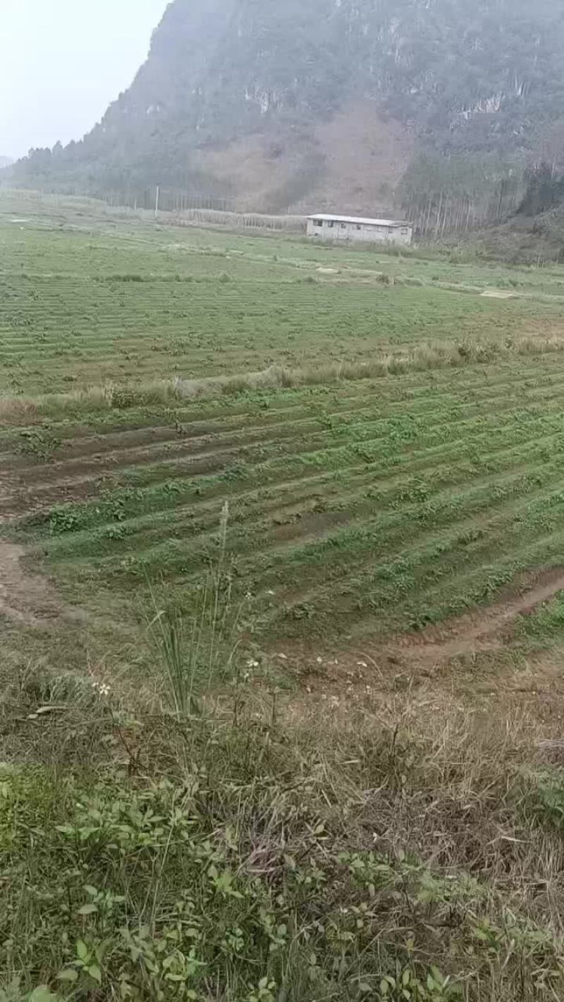 水田出租