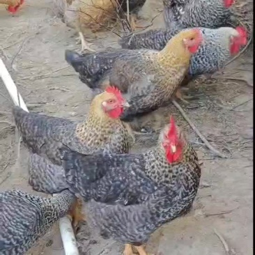 大山放养，运动量大，肉质紧实
