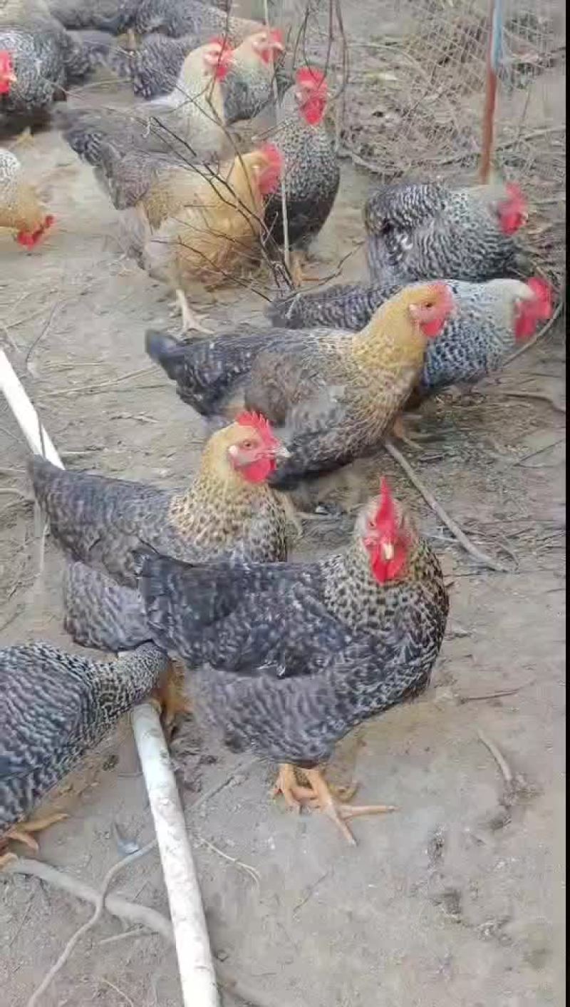 大山放养，运动量大，肉质紧实