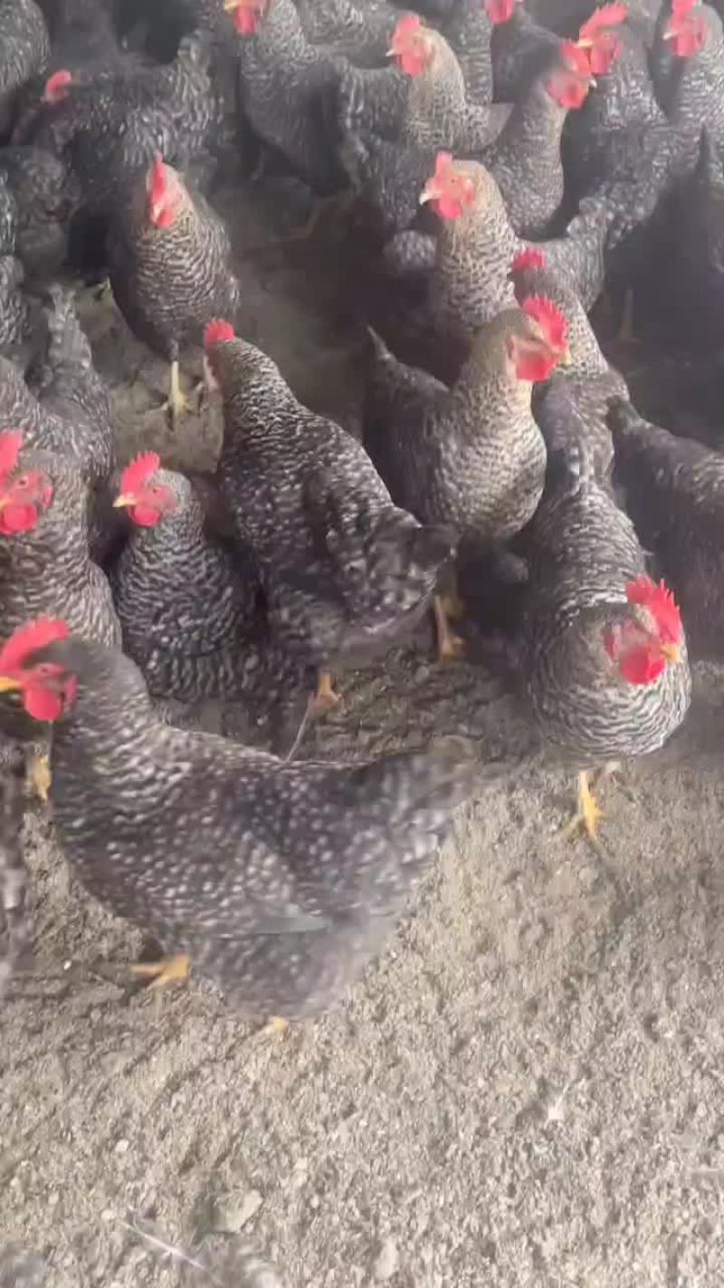 大山放养，运动量大，肉质紧实