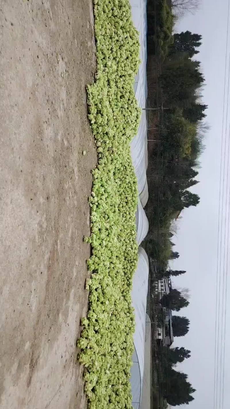 重庆涪陵垫江鲜菜头