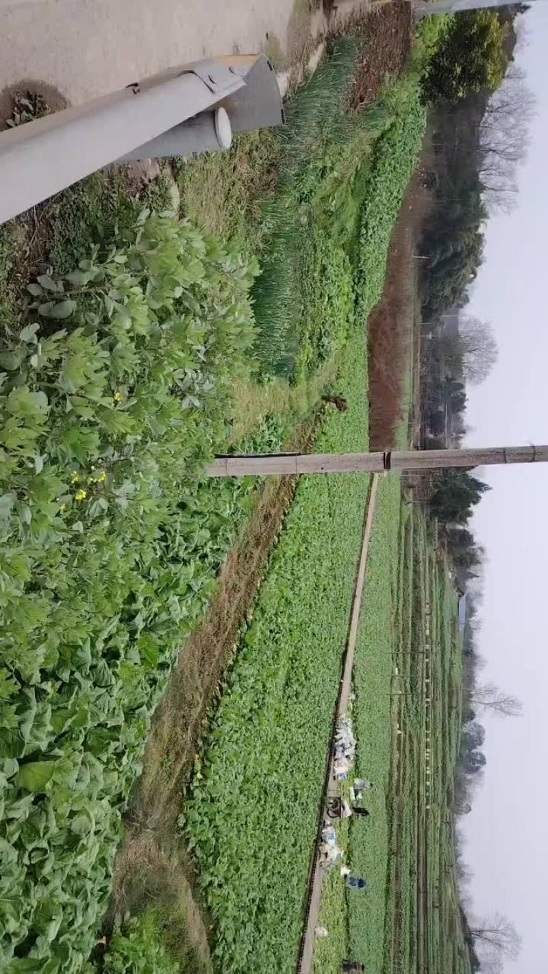 重庆涪陵垫江鲜菜头