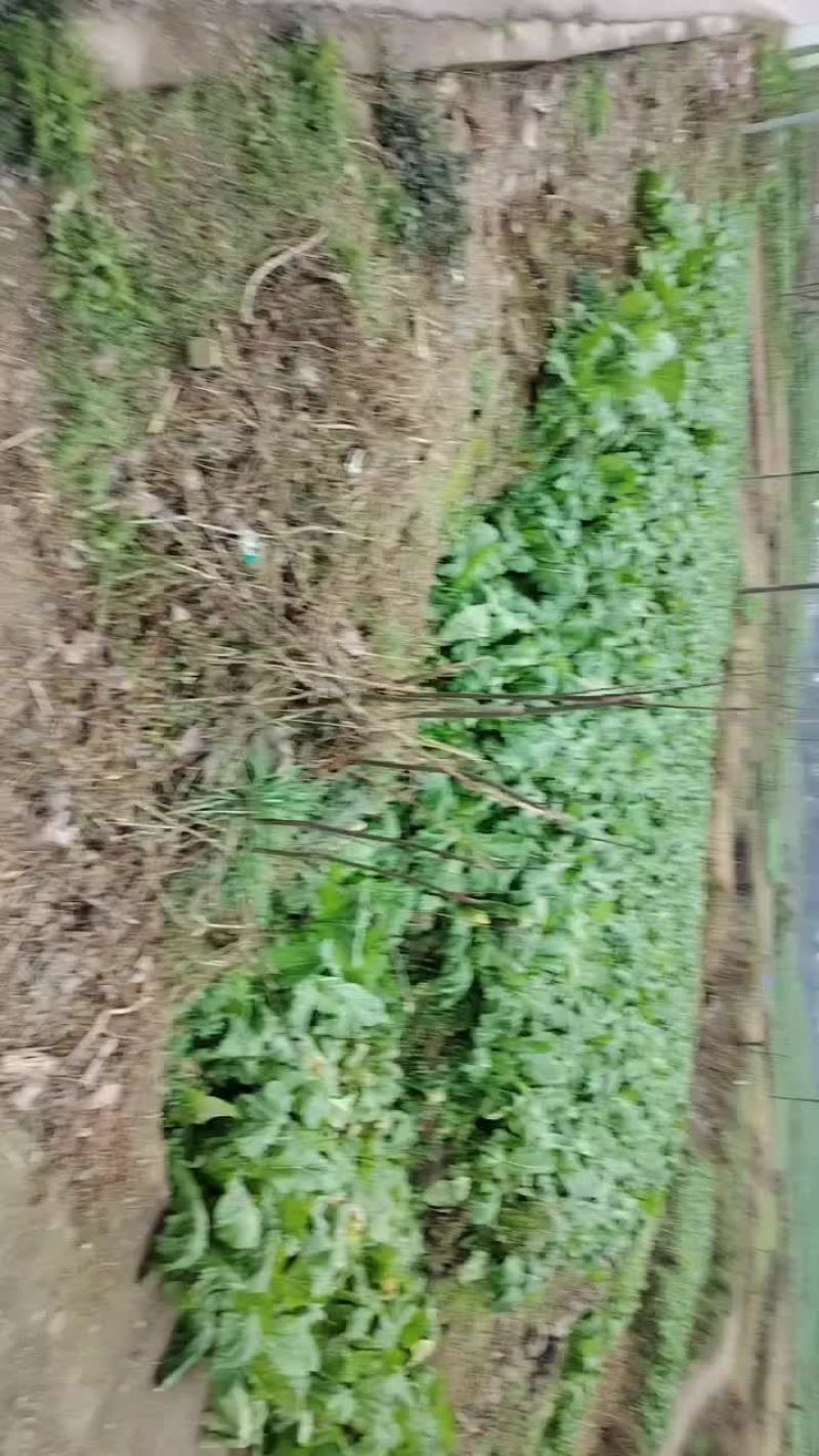 重庆涪陵垫江鲜菜头