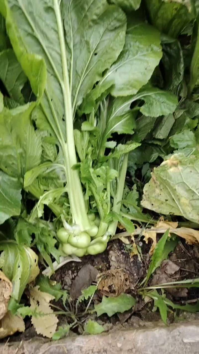 重庆涪陵垫江鲜菜头