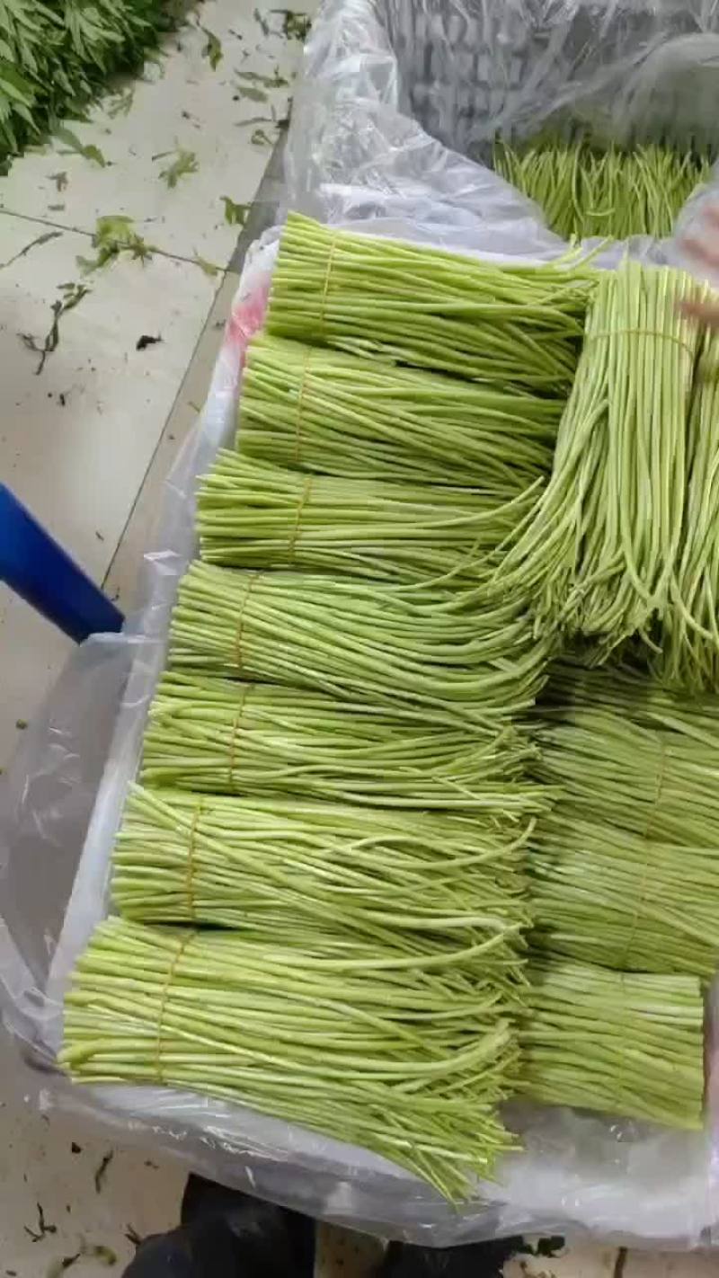 精品白芦蒿