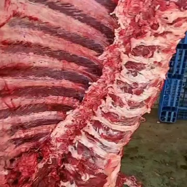 牛肉每天新鲜屠宰纯干无水